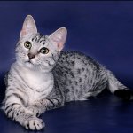 Katzenrassen: Ägyptische Mau