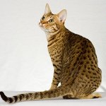 Katzenrassen: ocicat