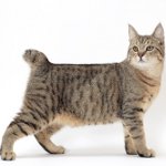 Katzenrassen: Pixibob