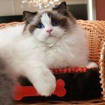 Katzenrassen: Ragdoll