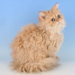 Katzenrassen: Selkirk rex