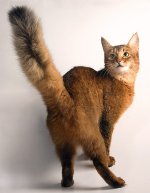 Katzenrassen: Somalische Katze