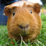 Rassen von Meerschweinchen Rassen von Meerschweinchen