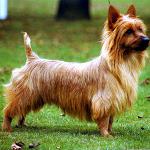Hunderassen: Australian Terrier