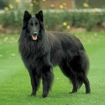 Hunderassen: Belgischer Schäferhund Grunendal