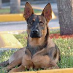 Hunderassen: Belgischer Schäferhund Malinois Hunderassen: Belgischer Schäferhund Malinois
