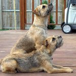 Hunderassen: Border Terrier