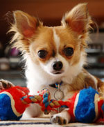Hunderassen: Chihuahua Hunderassen: Chihuahua