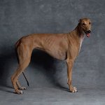 Hunderasse: Windhund