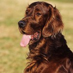 Hunderassen: Irish Setter