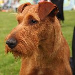 Hunderassen: Irischer Terrier Hunderassen: Irischer Terrier