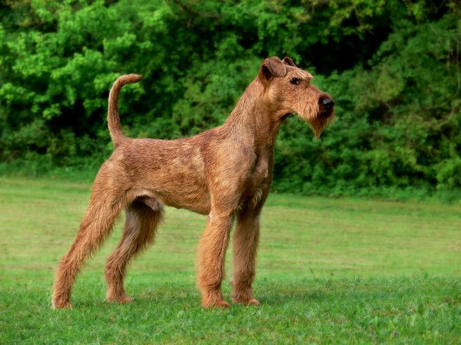 Hunderassen: Irischer Terrier