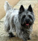 Hunderassen: Kernterrier
