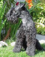 Rassen von Hunden: Kerry-Blue Terrier