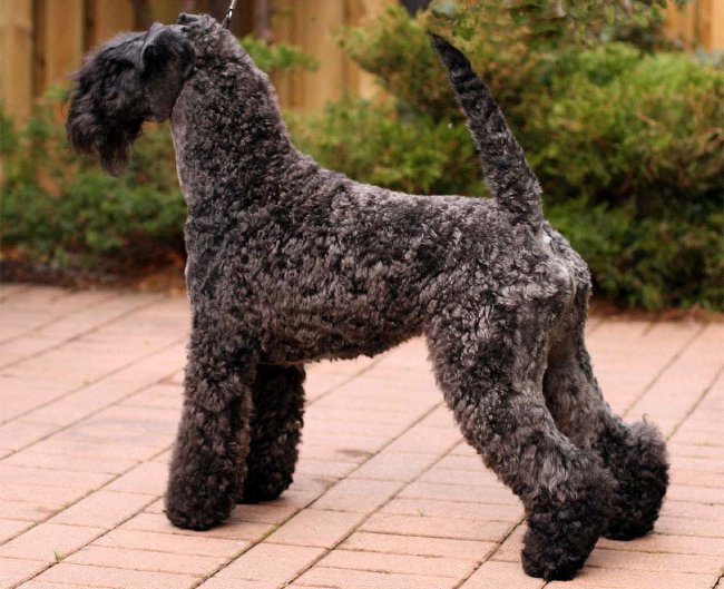 Rassen von Hunden: Kerry-Blue Terrier