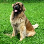 Hunderassen: Leonberger