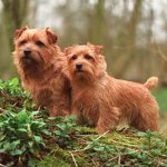Rassen von Hunden: Norfolk Terrier Rassen von Hunden: Norfolk Terrier