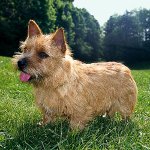 Hunderassen: Norwich Terrier Hunderassen: Norwich Terrier
