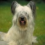 Hunderassen: Skye Terrier Hunderassen: Skye Terrier