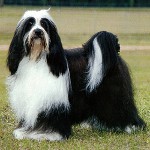 Hunderassen: Tibet Terrier Hunderassen: Tibet Terrier
