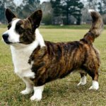 Hunderassen: walisische Corgi-Strickjacke Hunderassen: walisische Corgi-Strickjacke