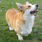 Hunderassen: Welsh Corgi Pembroke