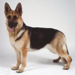 Hunderassen: Osteuropäischer Schäferhund Hunderassen: Osteuropäischer Schäferhund
