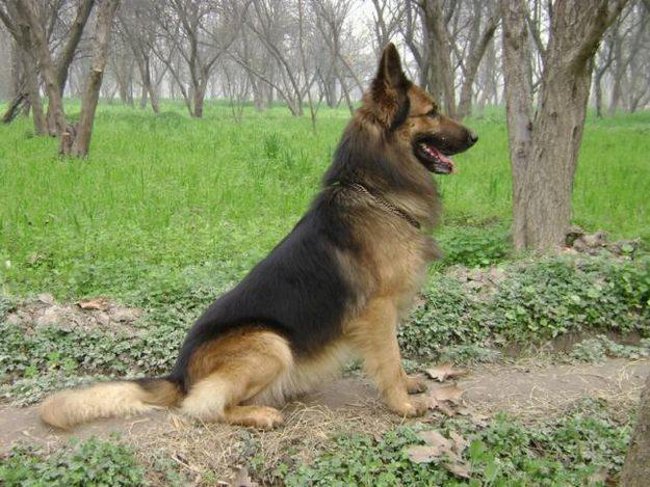 Hunderassen: Osteuropäischer Schäferhund Hunderassen: Osteuropäischer Schäferhund