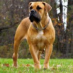 Hunderassen: Südafrikanischer Boerboel Hunderassen: Südafrikanischer Boerboel