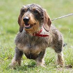Rassen von Hunden: grober Dachshund Rassen von Hunden: grober Dachshund