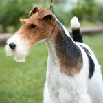 Hunderassen: Grobäugiger Foxterrier