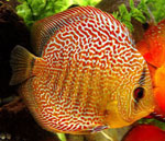 Verhalten von Aquarienfischen