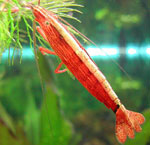 Aquarium-Garnele Aquarium-Garnele