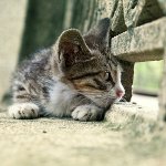 Katze verloren: was tun?