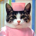 Wunden bei Katzen Wunden bei Katzen
