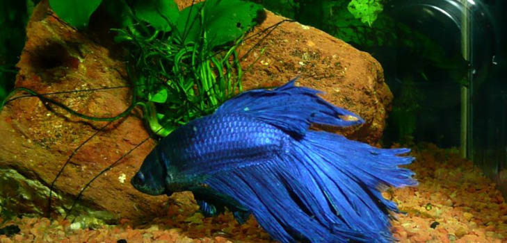 Cockfish: Pflege, Inhalt, Ernährung