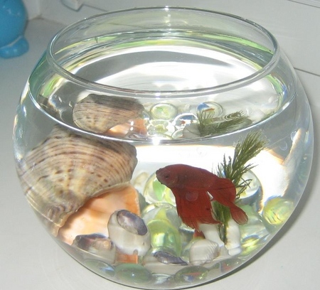 Cockfish: Pflege, Inhalt, Ernährung