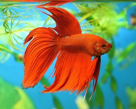 Cockfish: Pflege, Inhalt, Ernährung
