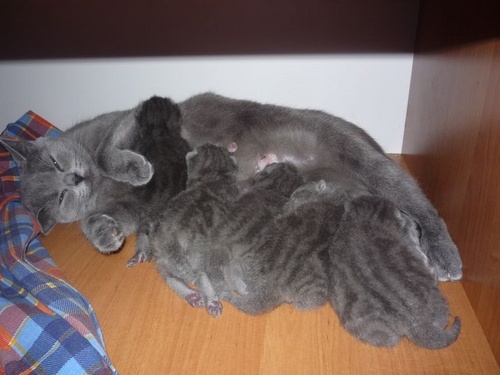 Geburt bei Katzen