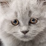 Erbrechen bei einer Katze