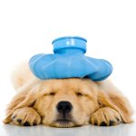 Erbrechen im Hund