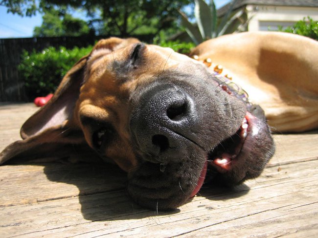 Erbrechen im Hund