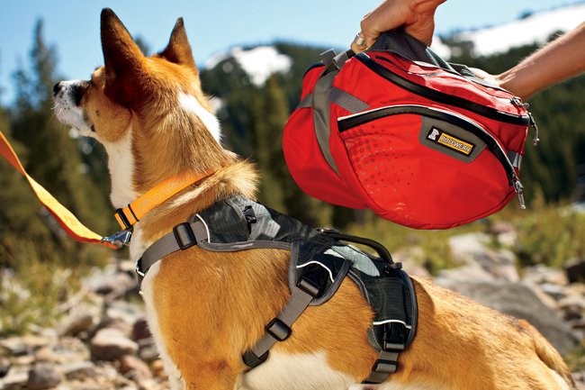 Rucksack für einen Hund