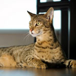 Die seltenste Katzenrasse