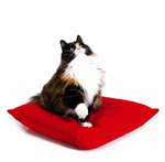 Die meisten Katzen