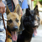 Die meisten Hunde Die meisten Hunde