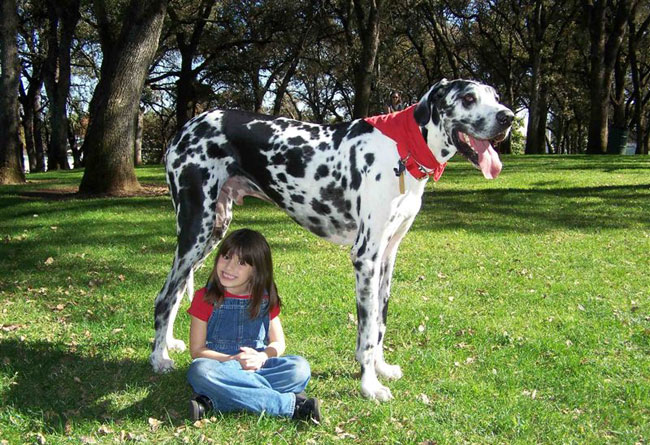 Die meisten Hunde