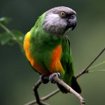 Senegalesischer Papagei