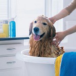 Shampoo für Hunde: Wie wählen?