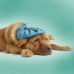 Zapfen bei Hunden